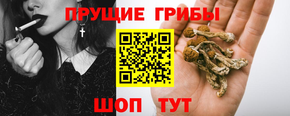 Псилоцибиновые грибы Psilocybe Котовск